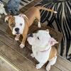 NKC registered American bulldog puppies 2 females