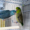 Breeder Parrotlet Pairs Available