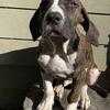 ADORABLE PLAYFUL MASTIFF PUPPIES presa Canario x