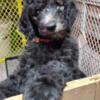 F1B Goldendoodle puppy