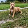 American pocket bully