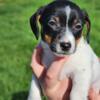 Blossom, female, tri color, Jack Russell terrier WI