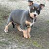 ABKC Registered American Bully Pups Located In Austell Georgia Available For Meet, Delivery Or Pickup