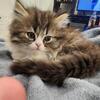 2 adorable persian kittens