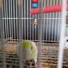 3 year old parrotletts