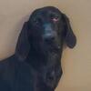 American Leopard Hound Female