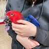 4 Month old female / male Eclectus parrots