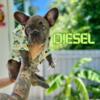 Diesel - French Bulldog Puppy - Blue Brindle Boy