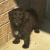 Male Yorkipoo Puppy $300