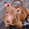 American Bully Puppies #5