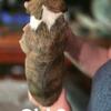 Boxer puppies 