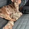 French bulldog puppies serious inquiries only