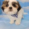 Precious Shih Tzu Puppies For Adoption.