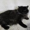 TICA Registered Solid Black Smoke Female Ragdoll, Ready to leave us today! Raised with kids