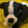 Boston Terrier puppies