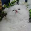 Dollface white female persian kitten