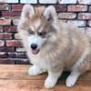 AKC Plush/Standard coat Siberian Husky puppies