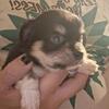 Longcoat male Chihuahuas