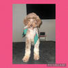 LABRADOODLE