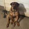 I am looking to rehome a very big and beautiful mastiff