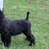 Giant Schnauzers  out of Import parents.  Available males and female Ready in couple weeks