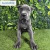 Pure breed cane corso