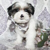 Shorkie Puppies Available in Central Texas!
