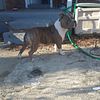 American blue brindle bully open for stud