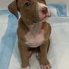 Pitbull- 6weeks Girl