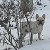 Male frenchie