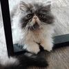 **PRICE REDUCED** Blue and White bicolor Persian Boy CFA Registered.