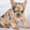 Frenchie Bulldog Merle Male