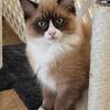 Ragdoll kitten