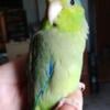 Beautiful Parrotlet babies ready