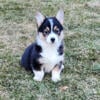 AKC Pembroke Welsh Corgi