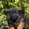 German Shepherd long coat female