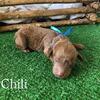 Red miniature poodle boy 