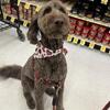 Chocolate doodle