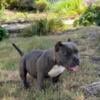 Micro American bully 6mos. (female) puppy priced to move