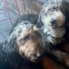 Mother- F1 Bernedoodle/ Dad - F1 Sheepdoodle Puppies