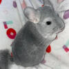 Blue diamond and angora chinchillas 