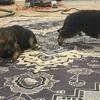 German Sheperd puppies