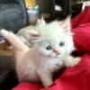 Flame Point & Lilac Point Himalayan Kittens