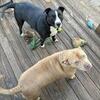 I have 2 dogs free to a good home