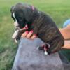 Female boxer pink collar