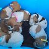 UKC English coonhounds 
