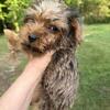 Merle Yorkie boy