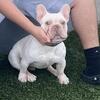 Pure White French Bulldog – 1 Year Old Male