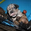 Merle English Bulldog Puppies For Sale