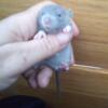 Rat Pups  Rex  & double Rex  Dumbo  Russian-blue